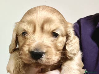 Miniature Dachshund dogs KC reg mini longhaired dachshund pups - Advert 15