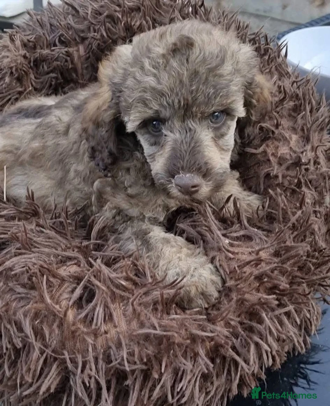 Poodle dogs for stud: Extensively health tested, toy poodle stud in Wareham - Advert 14