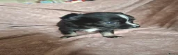 Chihuahua dogs for sale: 4 Tiny Apple head Chihuahuas  - Advert 14
