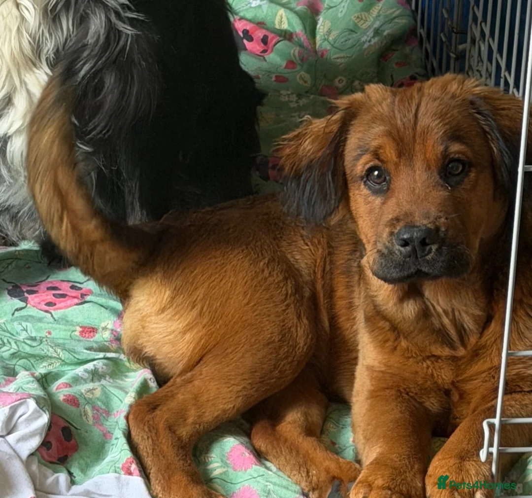 Mixed Breed dogs for sale: Beautiful 8 month old puppy  - Advert 2