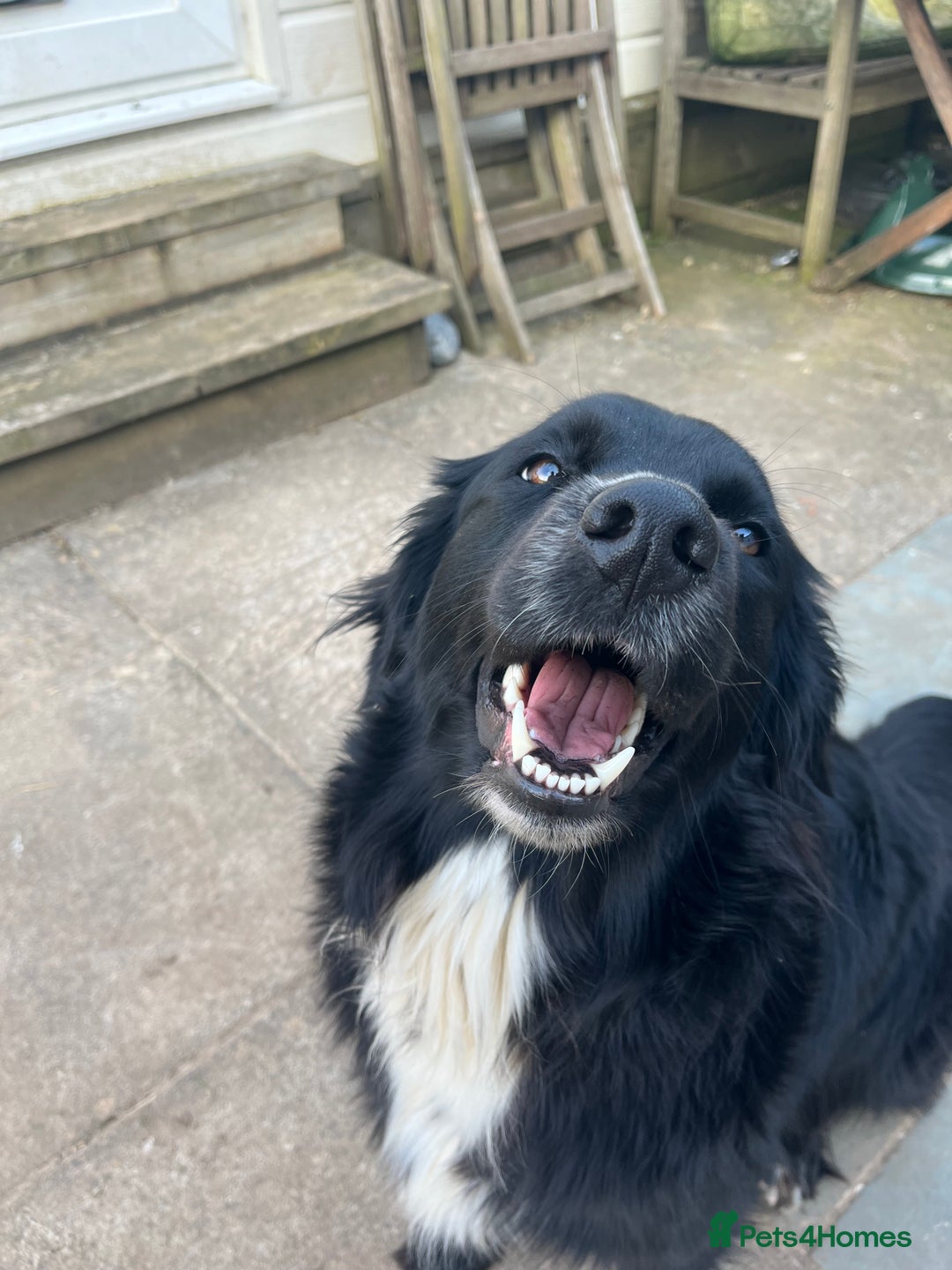 Border Collie dogs for stud: LOOKING FOR STUD  - Advert 2