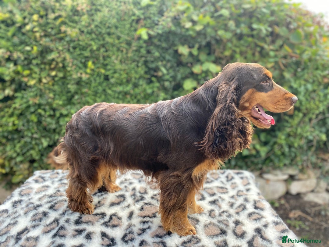 Cocker Spaniel dogs for stud: TRUE TO TYPE- Chocolate & Tan Show Cocker Spaniel in Holywell - Image 10