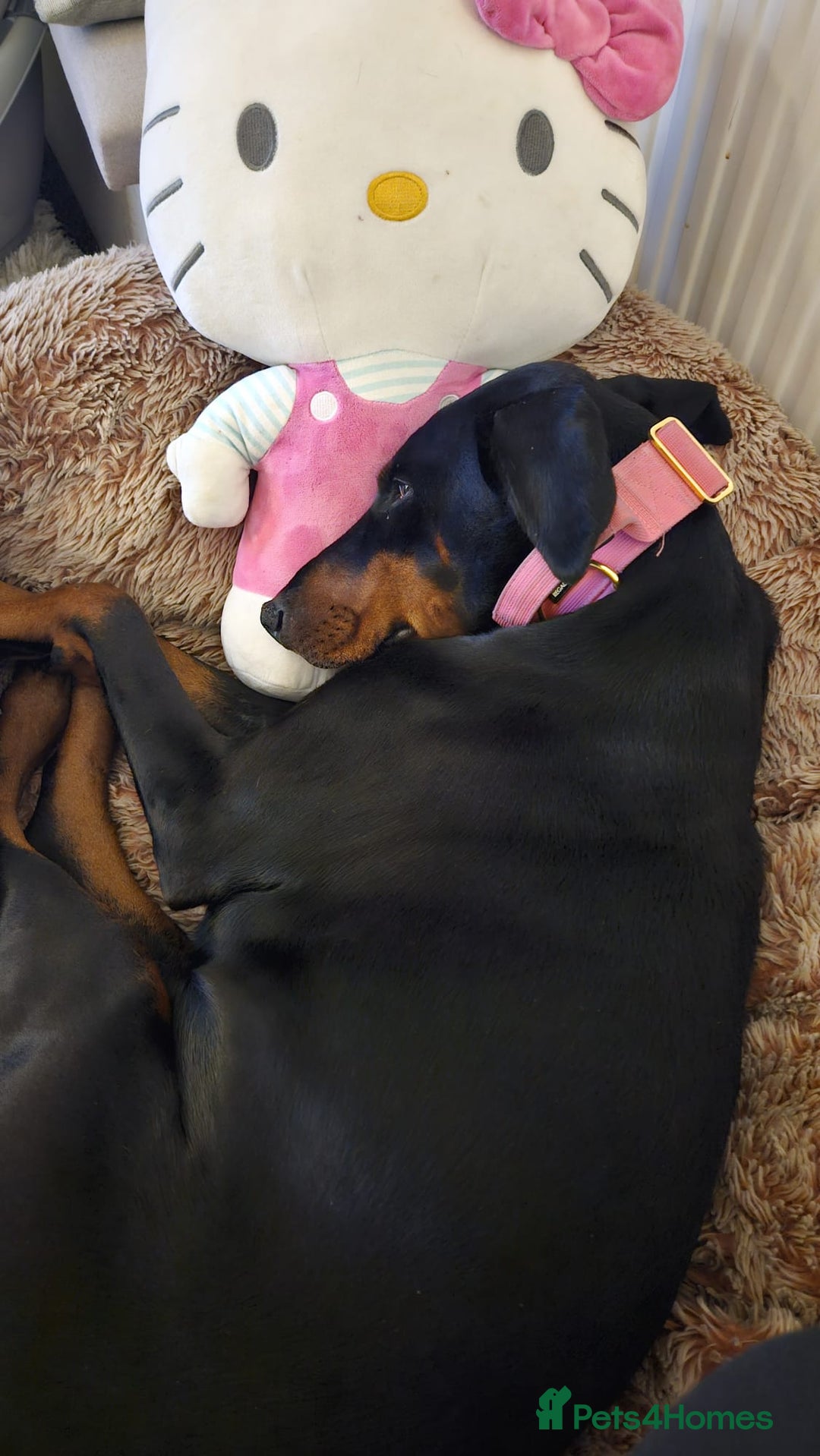 Dobermann dogs for sale: Loving doberman to loving home only. - Image 6
