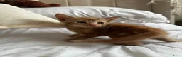 American Shorthair cats for sale: 2 Ginger/Blonde boys , 4 calico girls - Advert 10