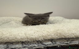British Longhair cats for sale: Beautiful blues - Image 19