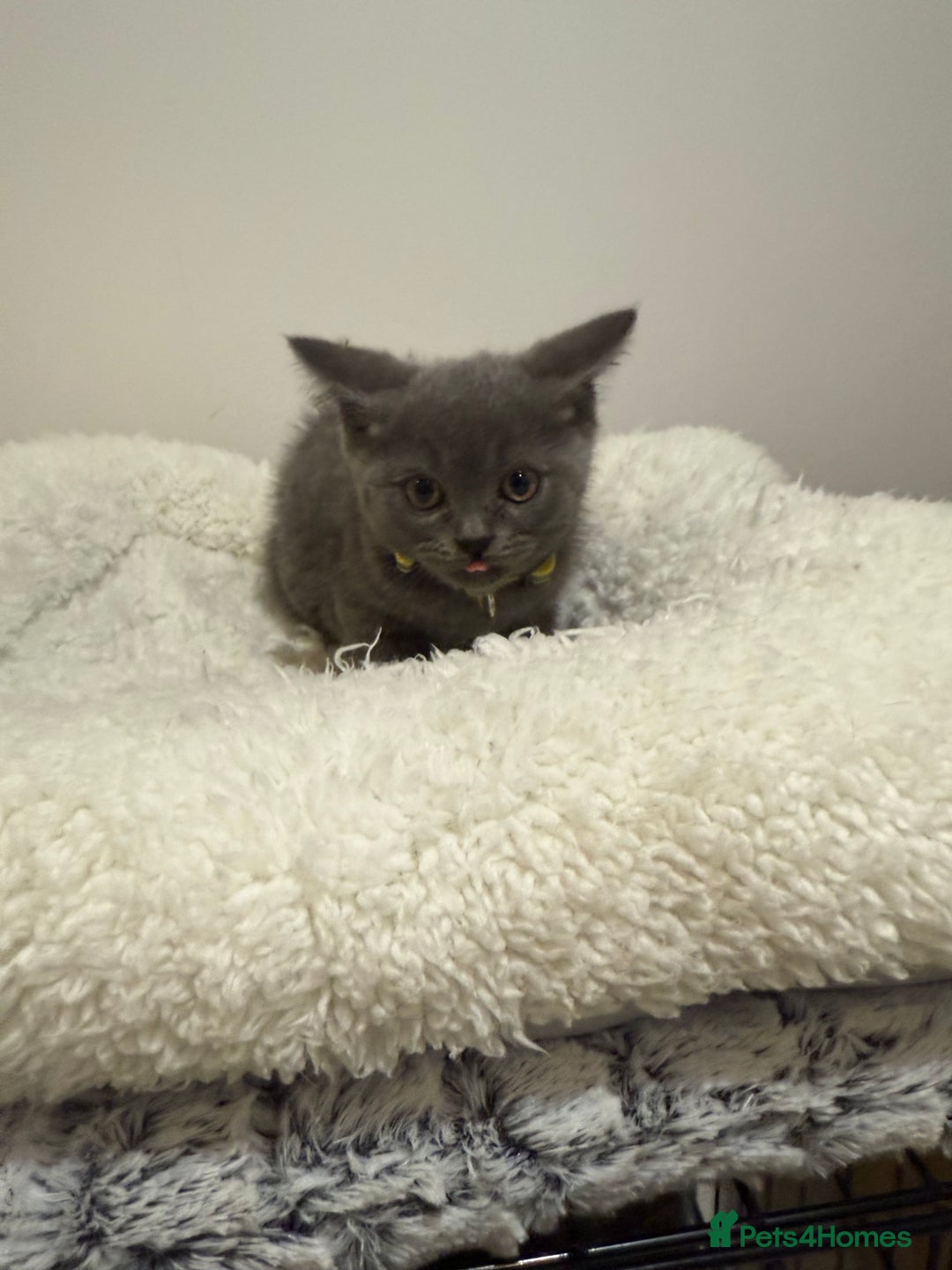 British Longhair cats for sale: Beautiful blues - Image 19