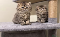 Persian cats for sale: Persian Kittens - 2 Males & 2 Females  - Image 7