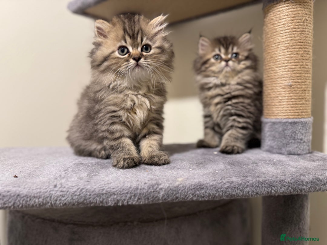 Persian cats for sale: Persian Kittens - 2 Males & 2 Females  - Image 7