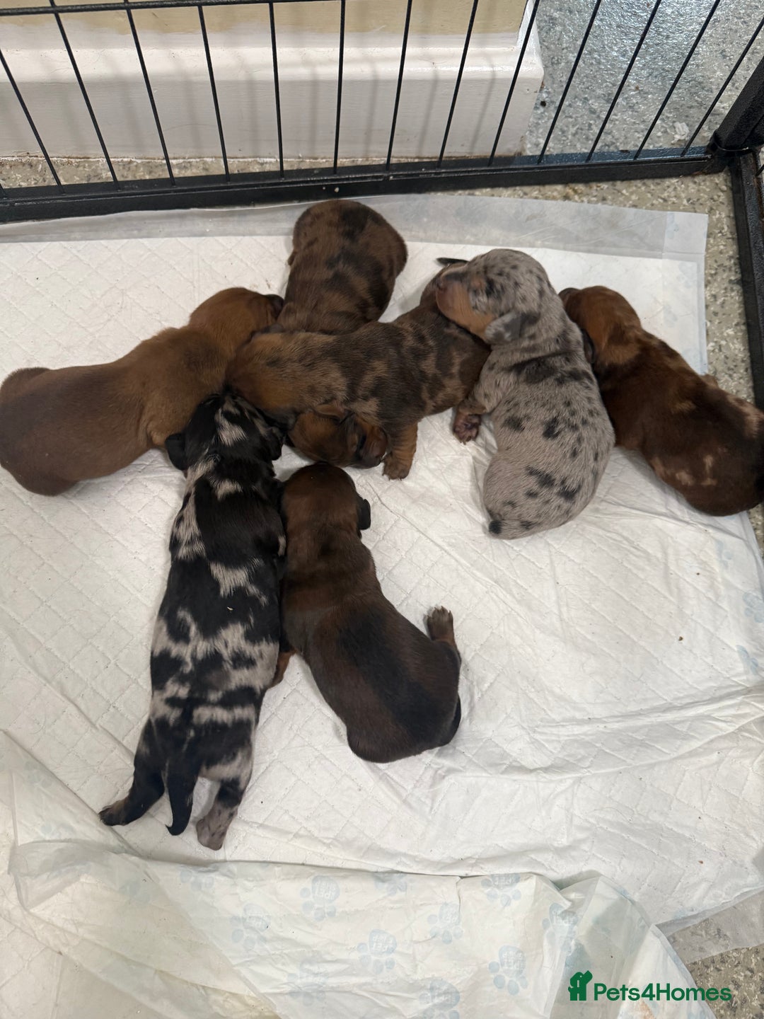 Dachshund dogs for sale: 6 beautiful Dapple Dachshunds left - Image 10