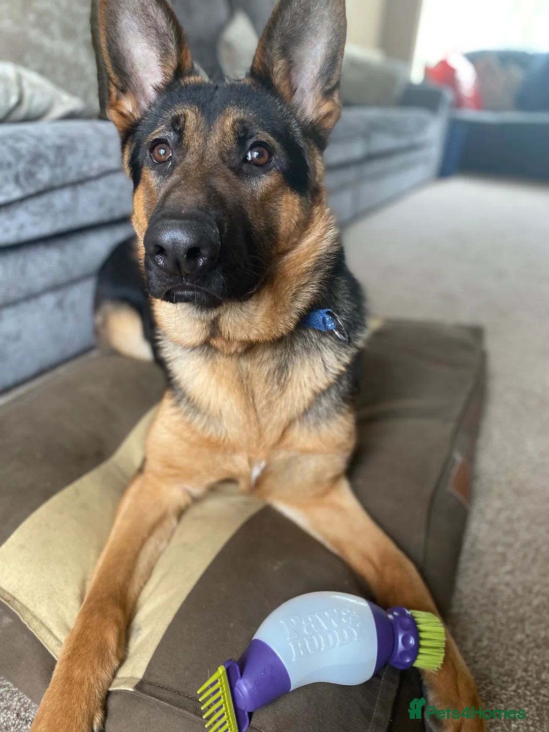 German Shepherd dogs for sale: 4 Year Old Male German Shepherd – Neo - Advert 5