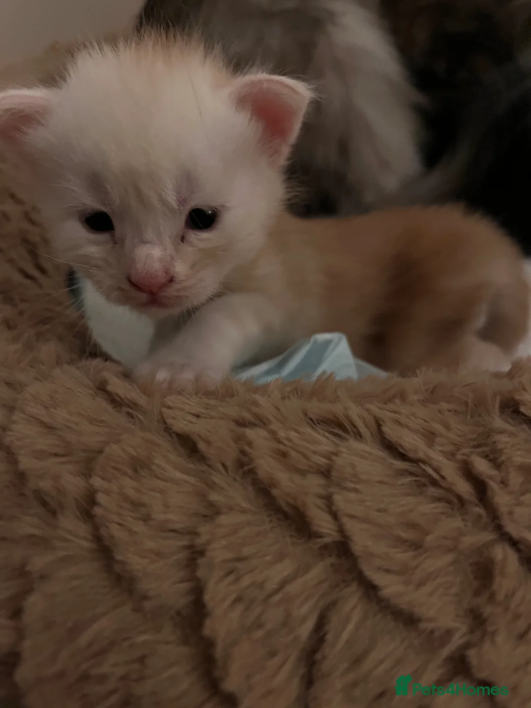 Maine Coon cats for sale: Purebred Maine Coon Kittens - Advert 17