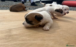 Mixed Breed dogs for sale: Chihuahua and Jack Russell mix puppies - Image 15