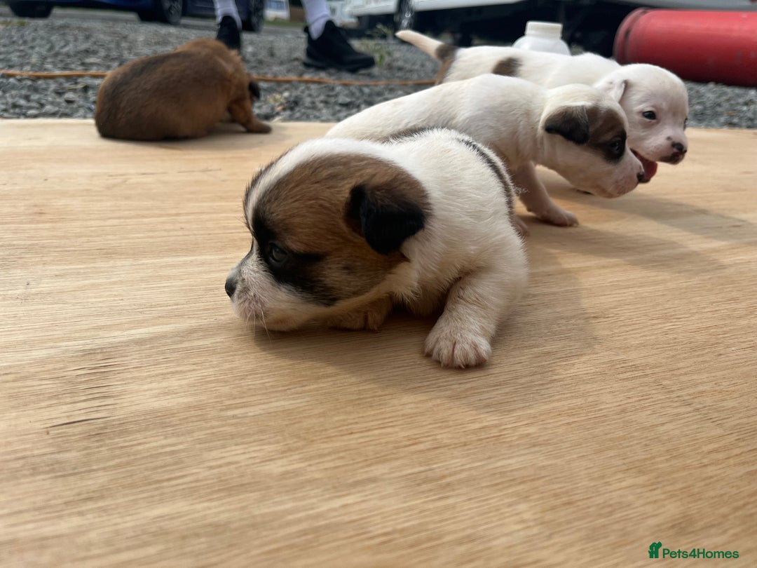 Mixed Breed dogs for sale: Chihuahua and Jack Russell mix puppies - Image 15