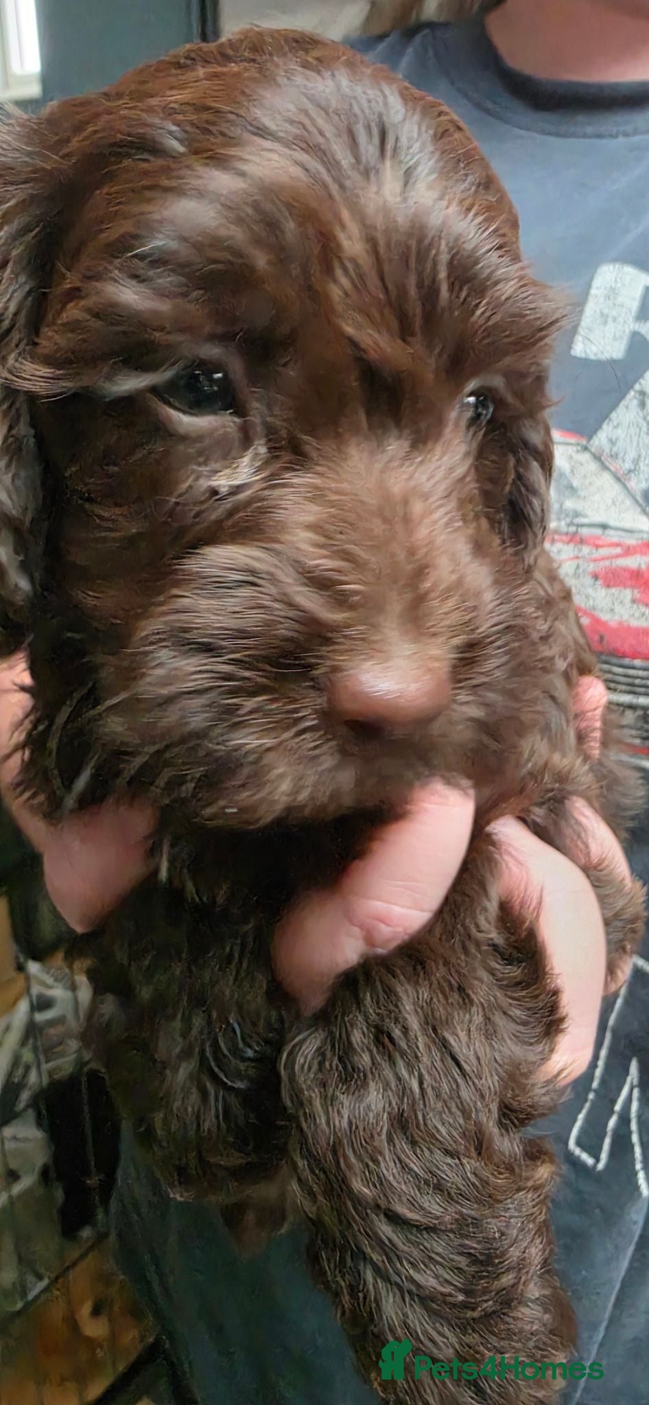 Cockapoo dogs ❤️Gorgeous Female Cockerpoo Puppies 🐶  - Advert 2