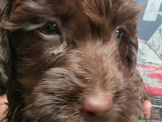 Cockapoo dogs ❤️Gorgeous Female Cockerpoo Puppies 🐶 - Advert 2