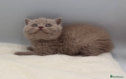 British Shorthair cats for sale: PEDIGREE REGISTERED CHUNKY BRITISH SHORTHAIRS  - Image 10