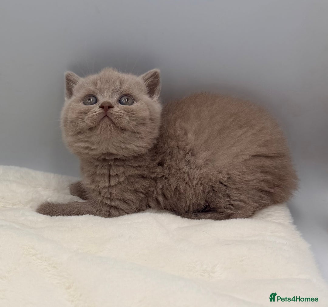 British Shorthair cats for sale: PEDIGREE REGISTERED CHUNKY BRITISH SHORTHAIRS  - Image 10
