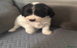 Mixed Breed dogs for sale: 7 gorgeous Cockalier puppies for sale  - Image 5