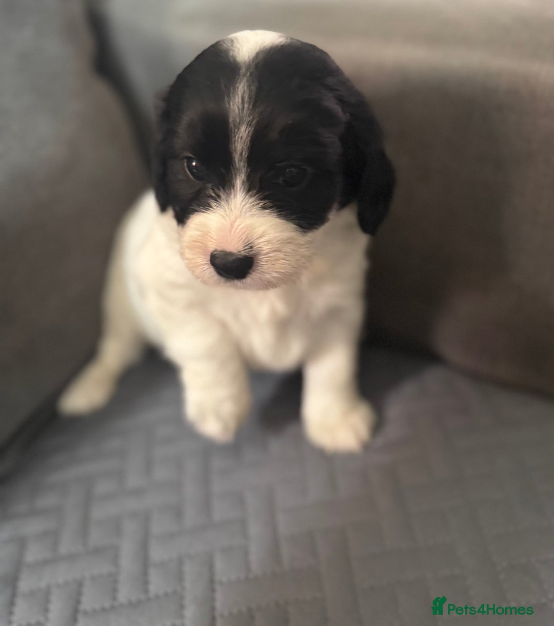 Mixed Breed dogs for sale: 7 gorgeous Cockalier puppies for sale  - Image 5