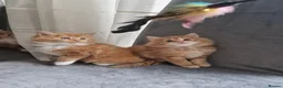 Norwegian Forest Cat cats for sale: Beautiful ginger Norwegian kittens  - Advert 13