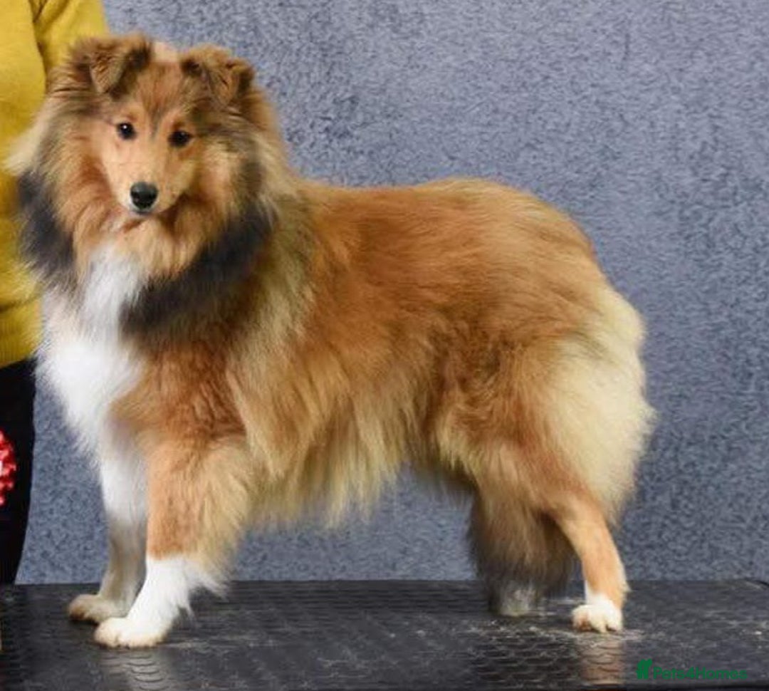 Shetland Sheepdog dogs for sale: Shetland sheepdog girl pups - Advert 10