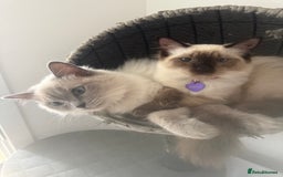 Ragdoll cats for sale: Two female beauties looking for forever home!  - Image 2