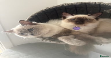 Ragdoll cats - Advert 13