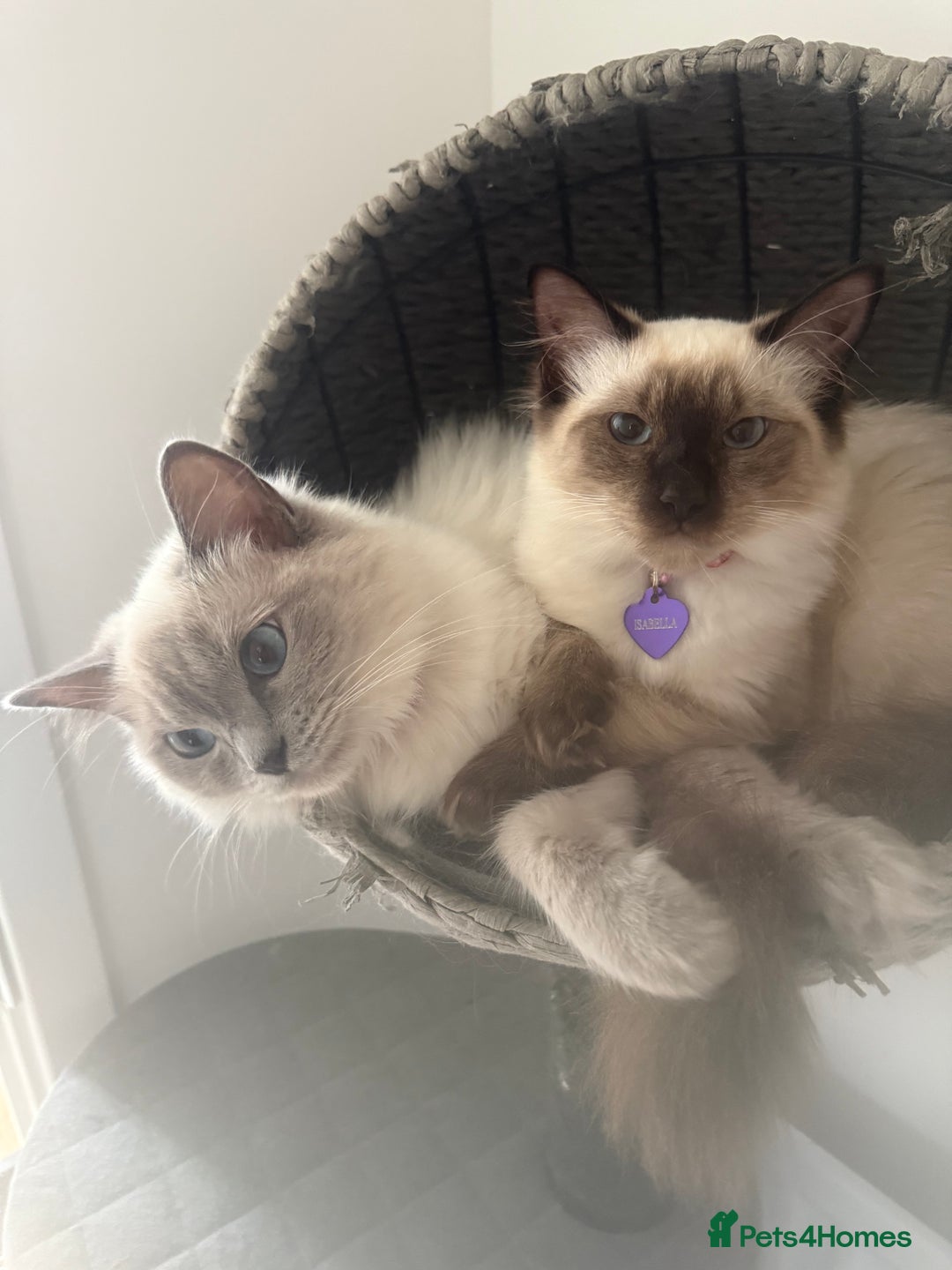 Ragdoll cats for sale: Two female beauties looking for forever home!  - Image 2