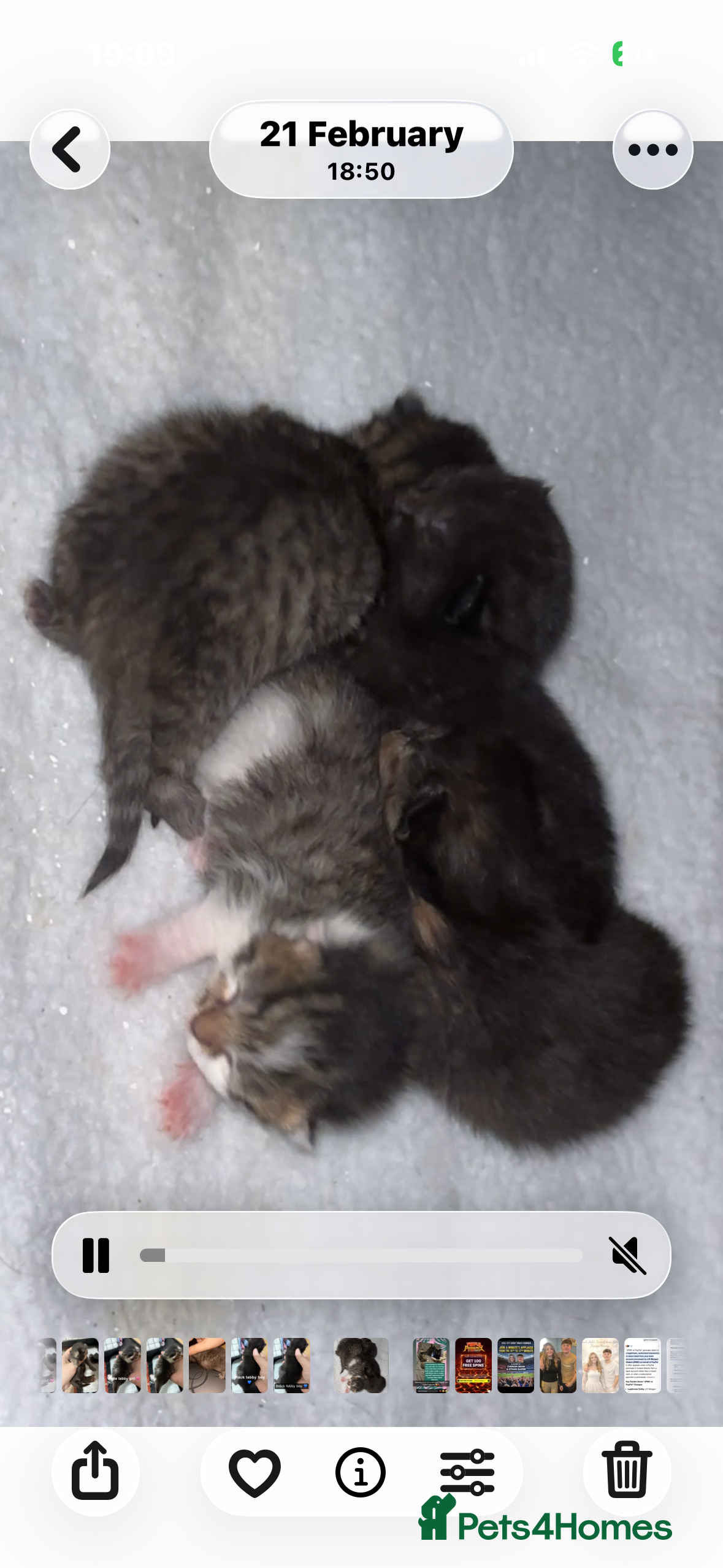 Mixed Breed cats Mixed breed kittens - Advert 1