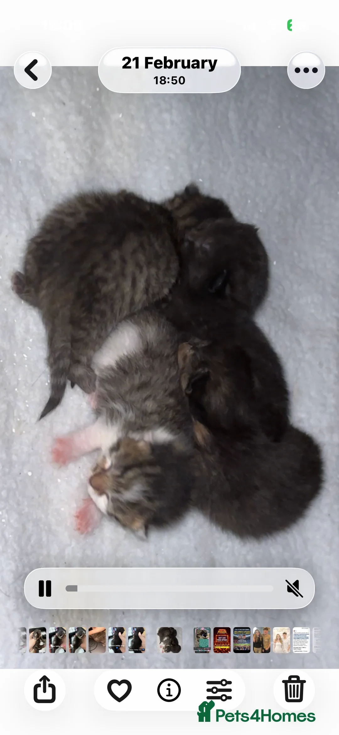 Mixed Breed cats for sale: Mixed breed kittens - Advert 1