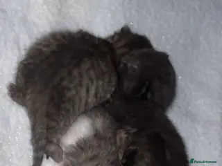 Mixed Breed cats Mixed breed kittens - Advert 2