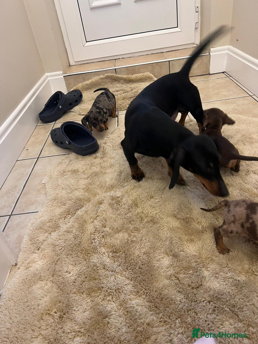 Dachshund dogs for sale: Dachshund puppies  - Advert 27