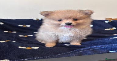 Pomeranian dogs - Advert 5
