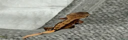 Gecko reptiles for sale: baby crested geckos - Advert 4