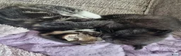 Domestic Shorthair cats for sale: Three kittens looking for the best homes in Spalding - Advert 8