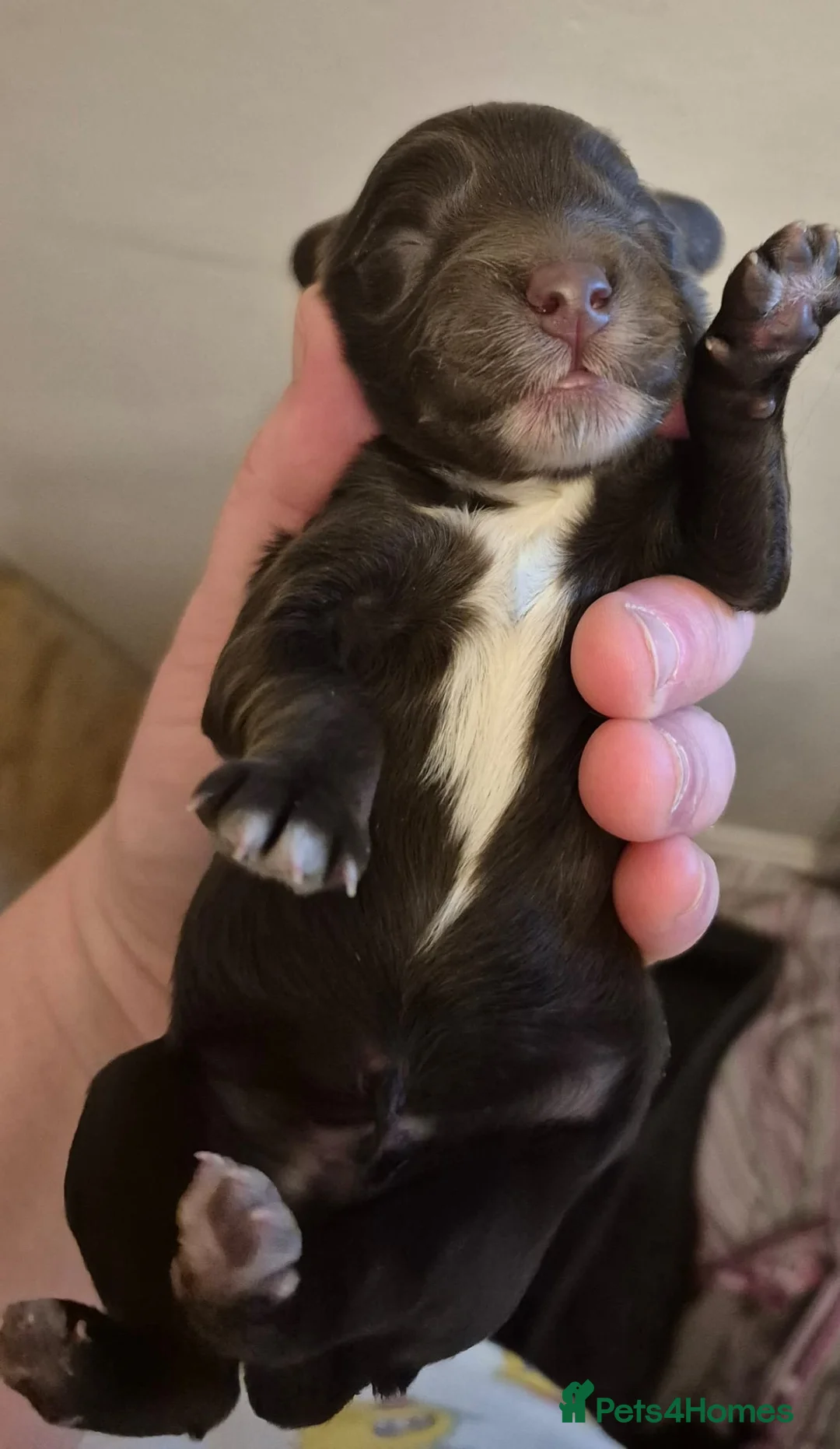 Miniature Poodle dogs for stud: KC TOY CHOCOLATE PHANTOM POODLE in Willenhall - Advert 26