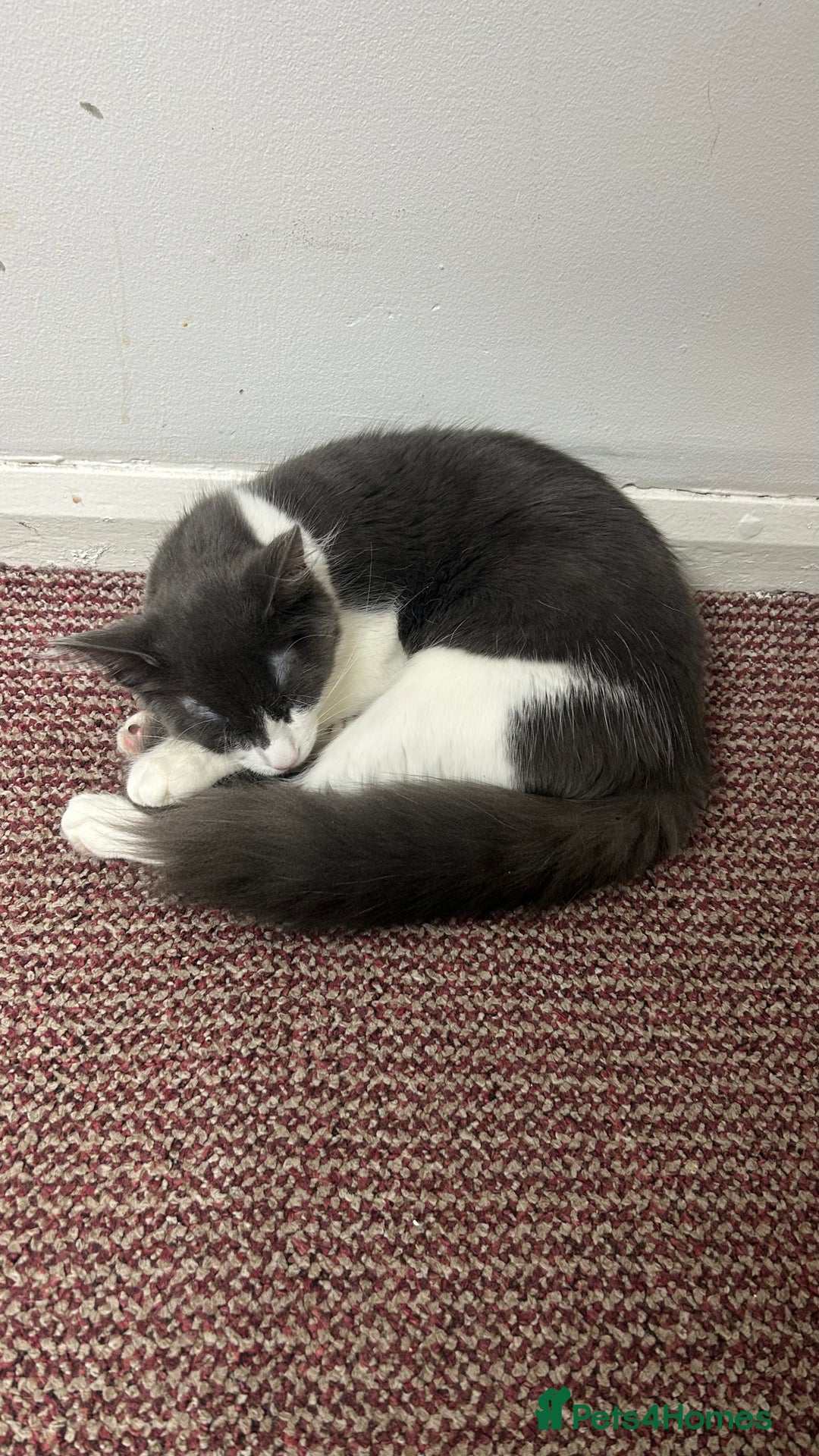 Maine Coon cats for sale: Main coon kitten + accessories - Advert 4