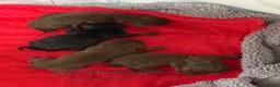 Miniature Dachshund dogs for sale: KC registered miniature shorthaired Dachshunds - Advert 10