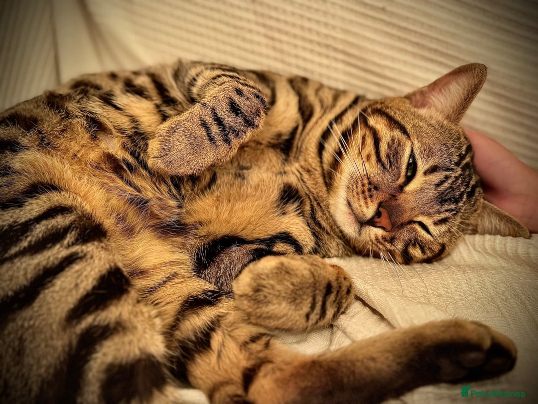 Ragdoll cats for sale: ✨ Exquisite Ragdoll-Bengal Baby Kittens ✨ - Advert 21