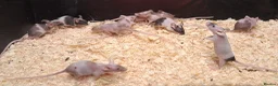 Mixed Breed reptiles for sale: Baby Fancy Pet Mice Females  - Advert 4