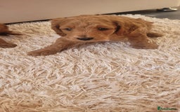 Cockapoo dogs for sale: 2nd generation cockapoo pups - Image 7