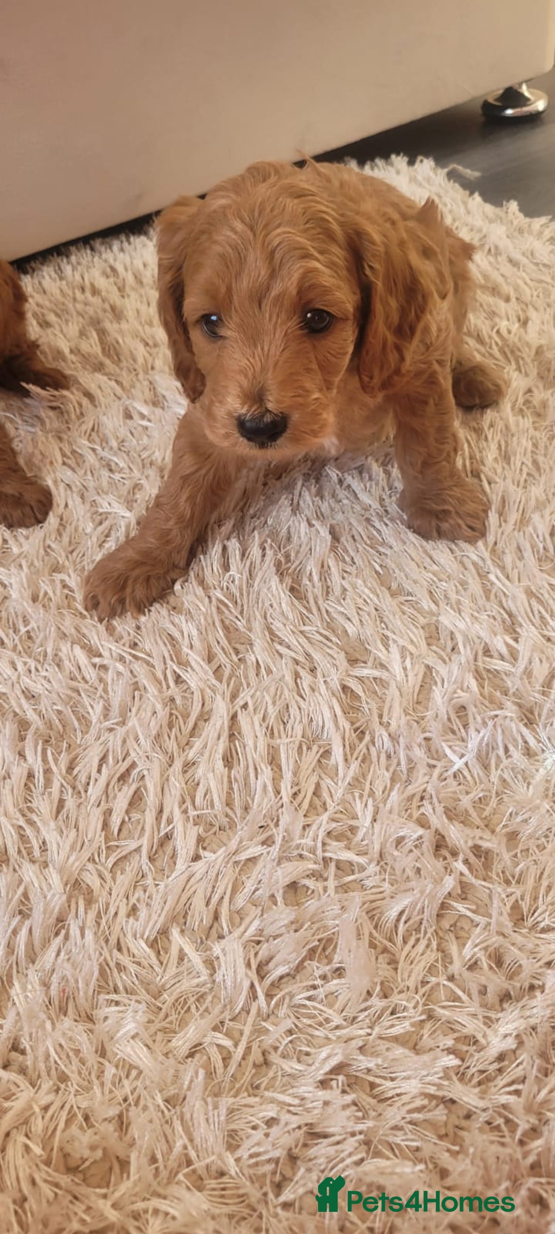 Cockapoo dogs for sale: 2nd generation cockapoo pups - Image 7