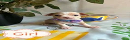 Chihuahua dogs for sale: Chihuahua puppies - Advert 23