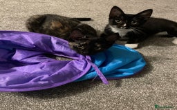British Shorthair cats for sale: 2 loving cats to rehome - Image 2