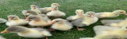 Geese poultry for sale: 1 week old tame embden large goslings - Advert 1