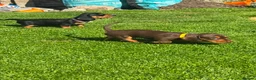 Miniature Dachshund dogs for sale: Gorgeous KC reg miniature dachshund puppies  - Advert 23