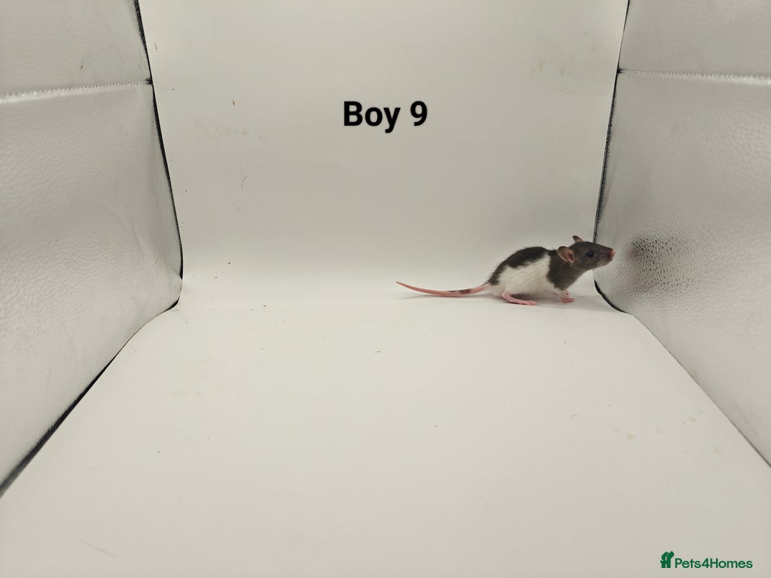 Rat rodents for sale: DEC: 24 Rats (5 Rats: 3 Boys & 2 Girls Left) - Advert 9