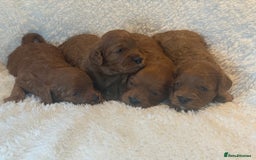 Cavapoo dogs for sale: F1 stunning red Cavapoo Girls  - Image 2