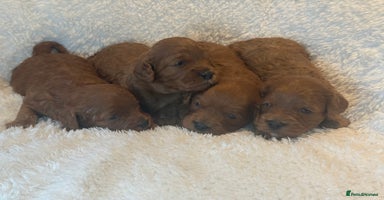 Cavapoo dogs - Advert 14