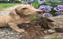 Miniature Dachshund dogs for sale: Miniature smooth haired cream dachshund. PRA/KC  - Image 5